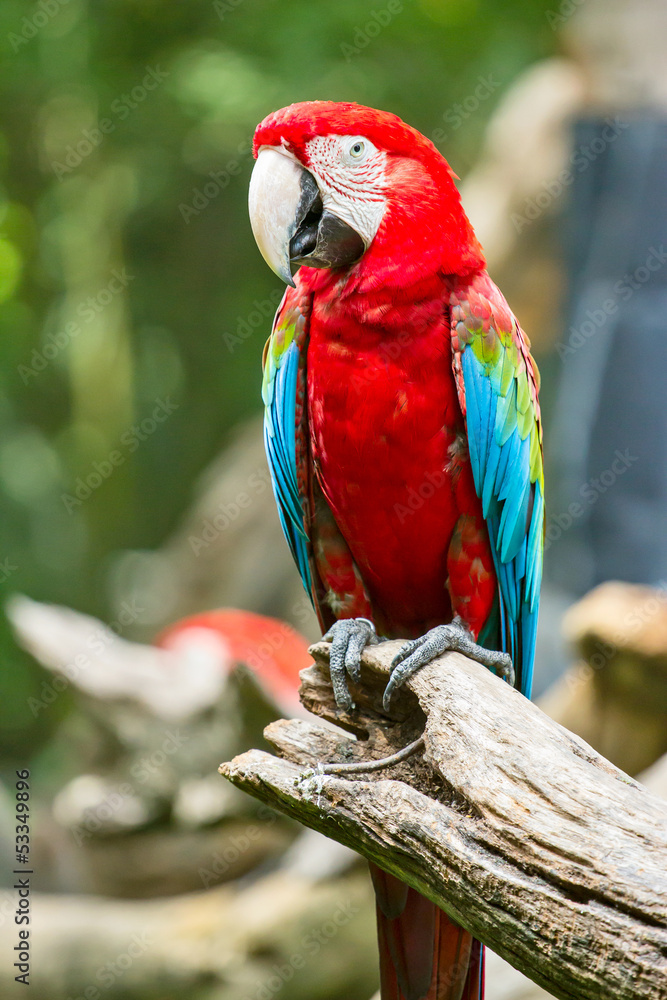 Naklejka premium Scarlet Macaw