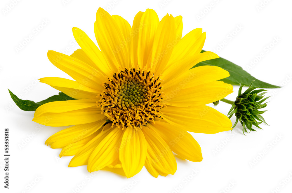 Obraz premium Staudensonnenblume