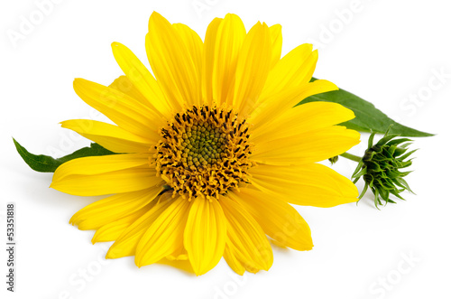 Fototapeta Naklejka Na Ścianę i Meble -  Staudensonnenblume