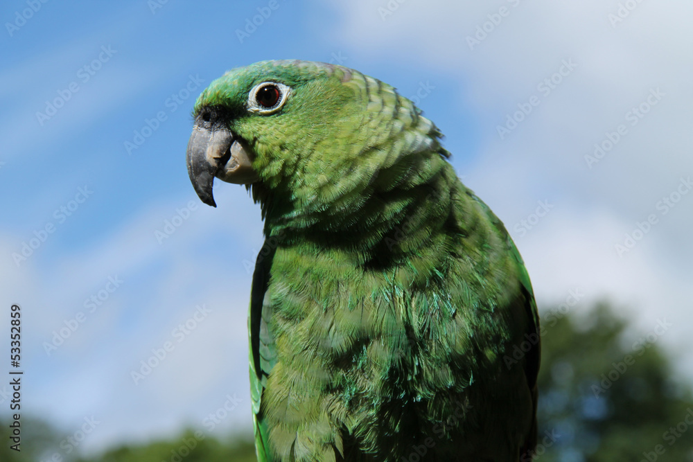 Obraz premium A Beautiful Green Mealy Amazon Parrot Bird,