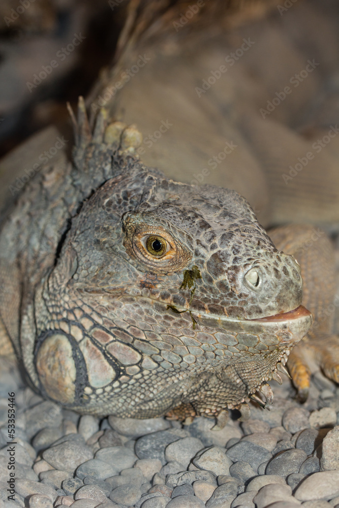 Fototapeta premium portrait of the Iguana