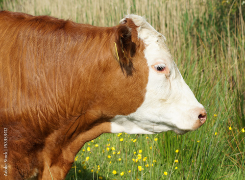 Head of Brown and White Cow photo