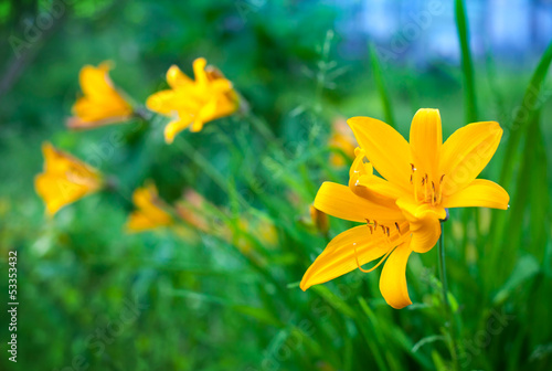 Fototapeta Naklejka Na Ścianę i Meble -  Bright yellow lily flowers in summer garden