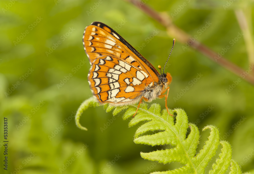 Scarce Fritillary, Euphydryas maturna, on fern Scarce Fritillary, Euphydryas maturna, on fern