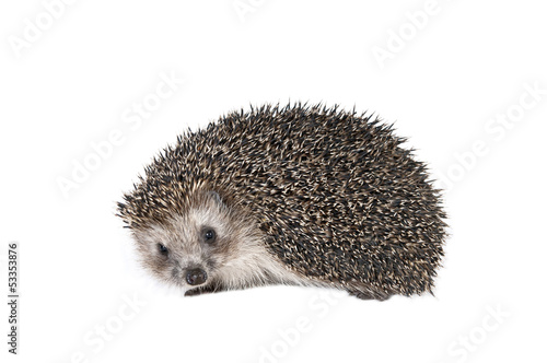 Forest hedgehog on a white background.