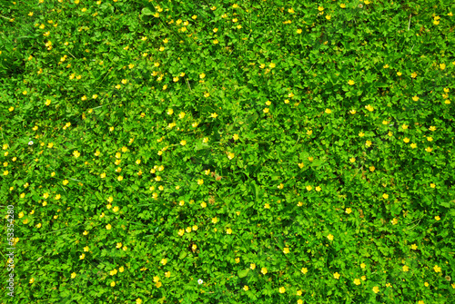 Spring green grass texture with flowers