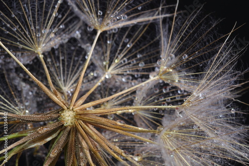Fototapeta Dandelion seeds covered water drops
