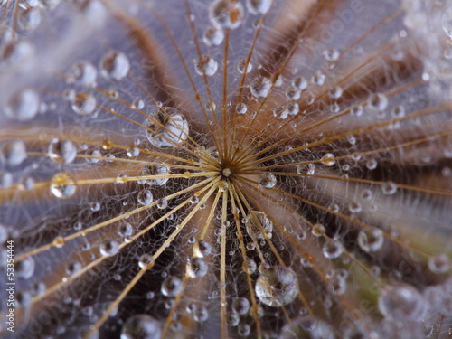 Dandelion seed covered water drops