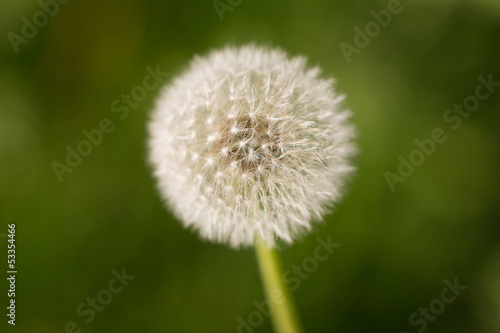 beautiful dandelion on nature