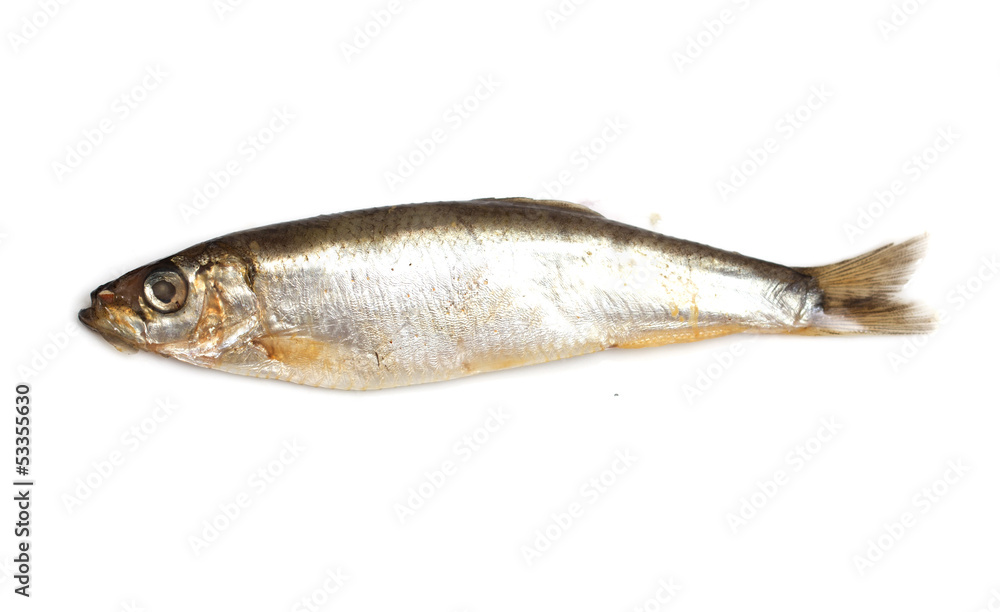 Sprat fish isolated on white background