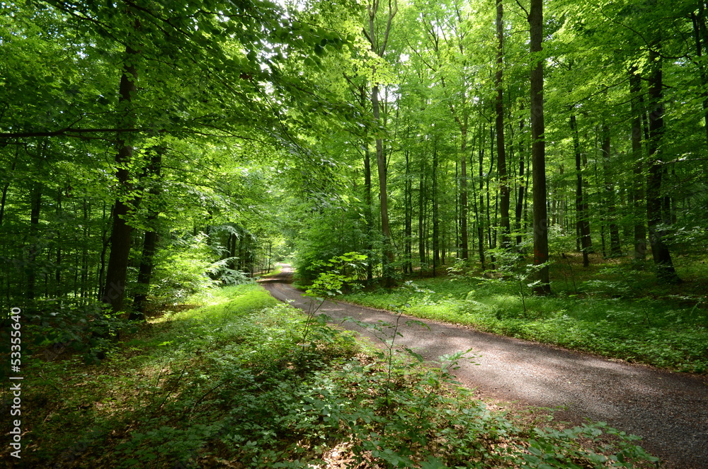 Fototapeta premium Leśna ścieżka latem