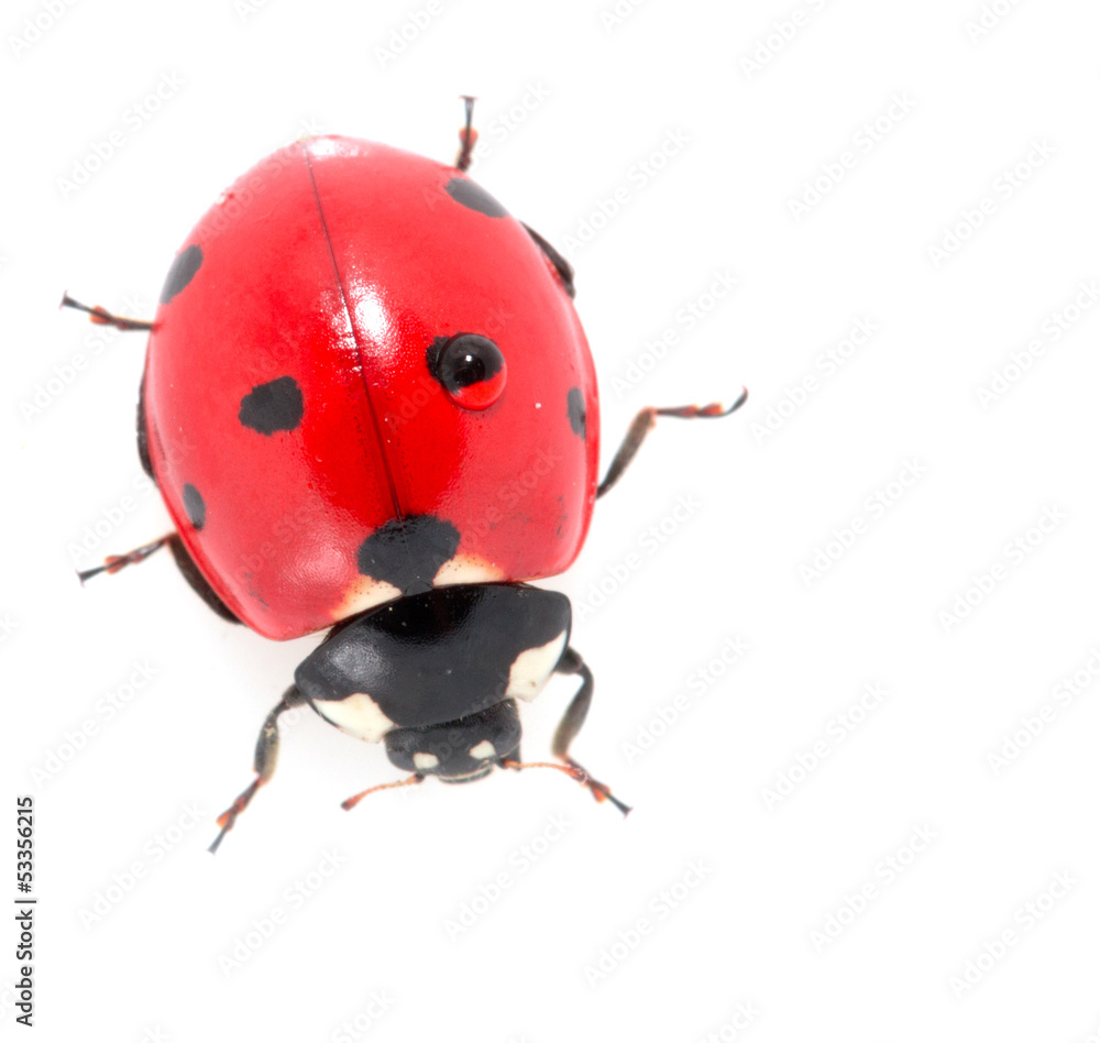 Fototapeta premium ladybug on a white background. macro