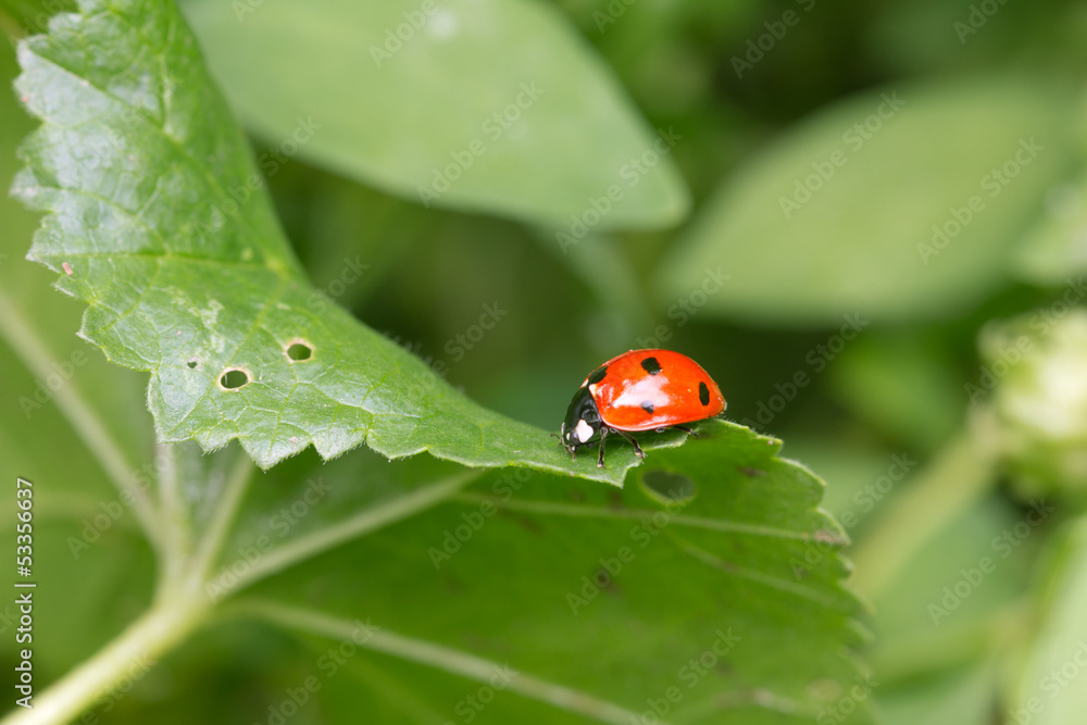 ladybug in the grass in nature. macro ladybug in the grass in nature. macro