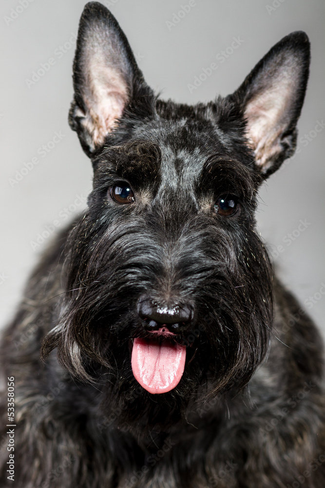 Black Scottish terrier Trixie