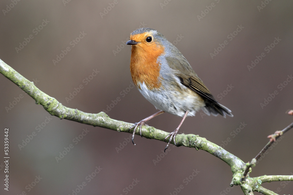 Robin, Erithacus rubecula Robin, Erithacus rubecula