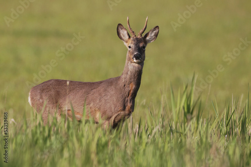 Roe deer  Capreolus capreolus