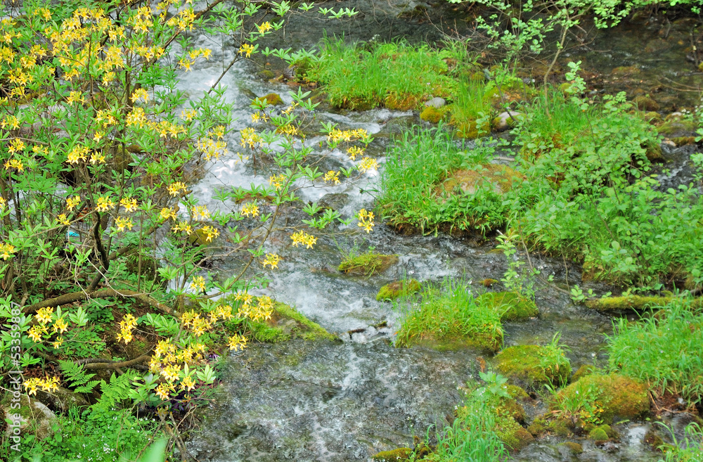 Fototapeta premium mountain brook