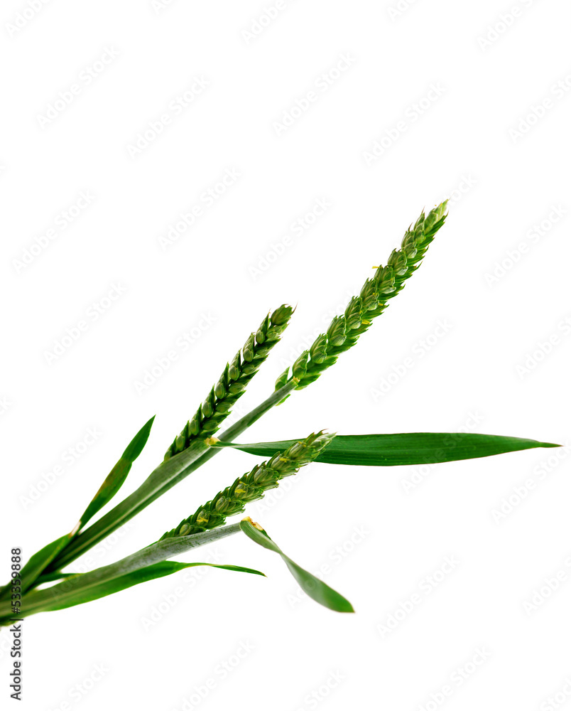 Fototapeta premium green wheat