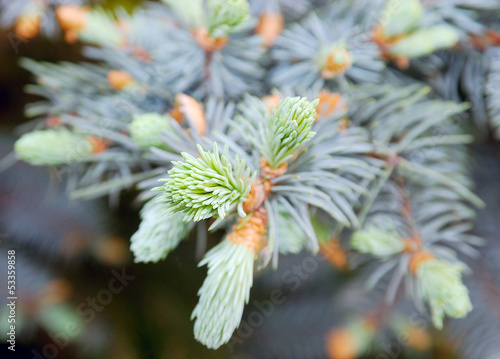 young branches of spruce