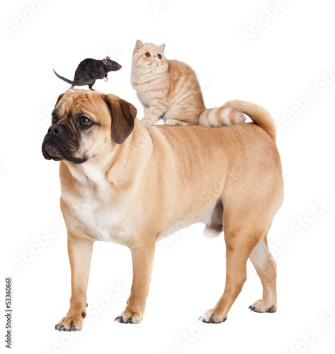 Dog  cat  and mouse isolated