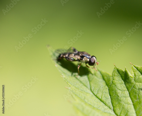 little fly in nature. macro © schankz