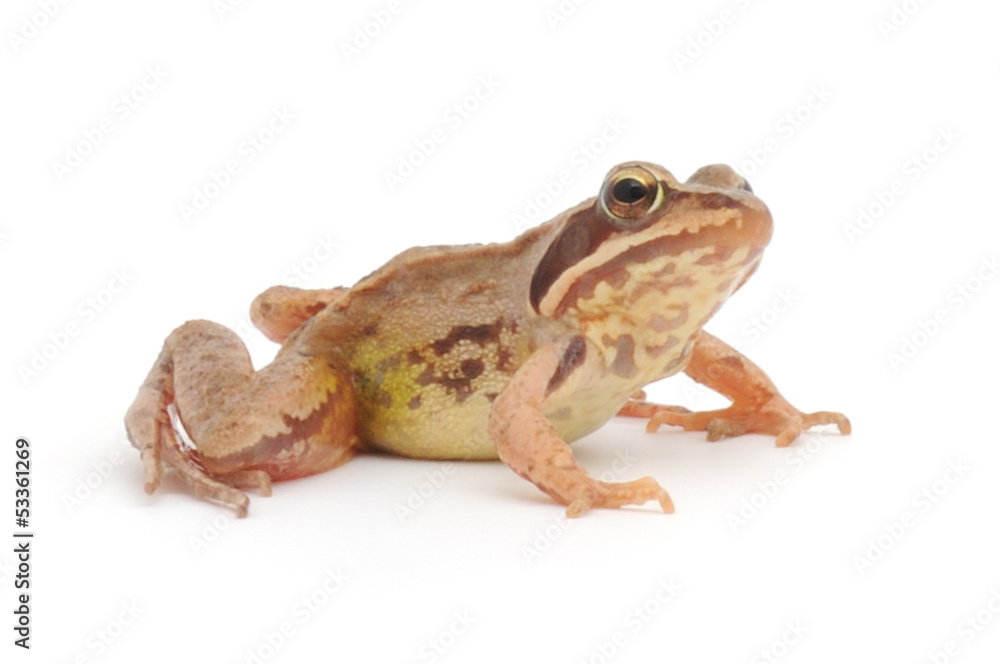 Brown frog Brown frog