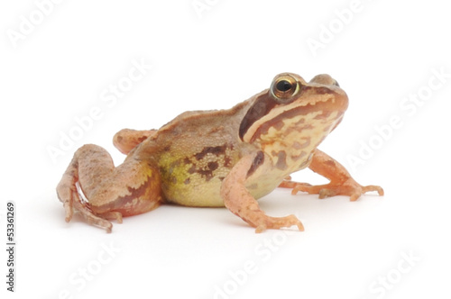 Brown frog