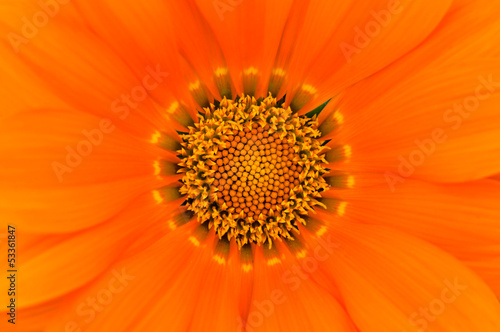Pollen in the flower
