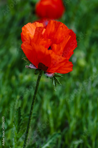 Single poppy flower in the field