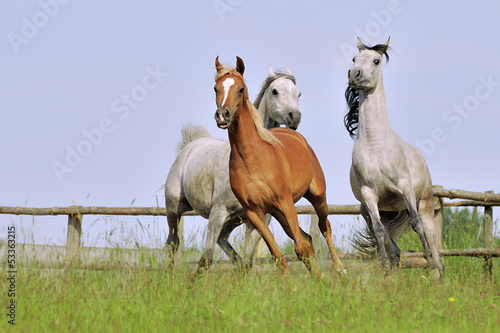 trzy konie arabskie