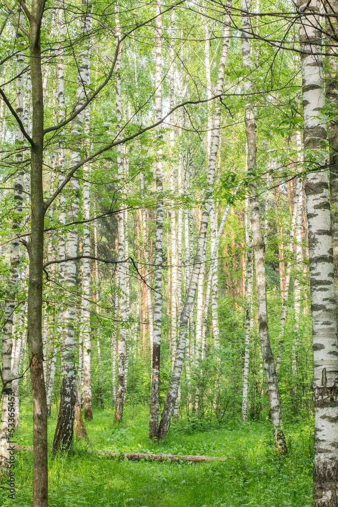 Obraz premium Letni słoneczny dzień w drewnie
