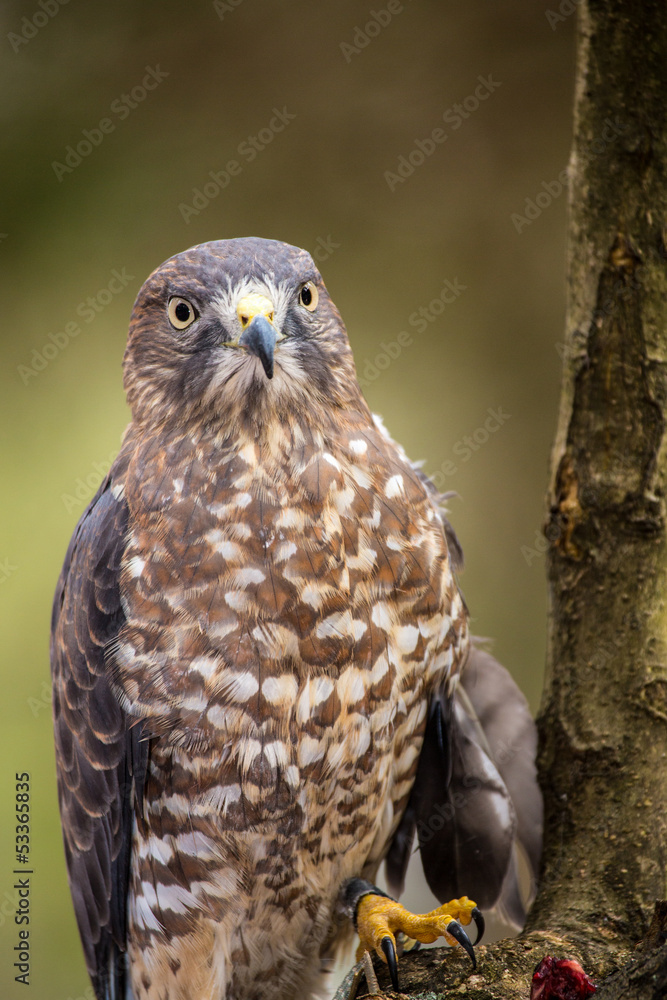 Fototapeta premium Broad-Winged Hawk