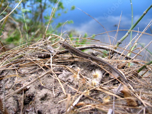 The grey lizard near the river photo