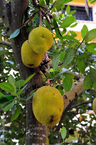 Jackfruit tree with hanging fruits and leaves
