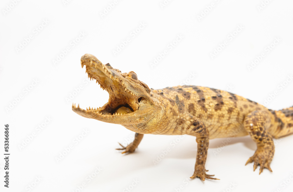 Naklejka premium Young Crocodile