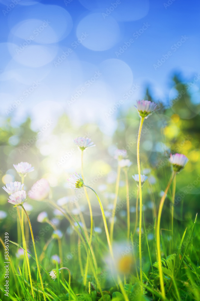 Small daisies in sunlight