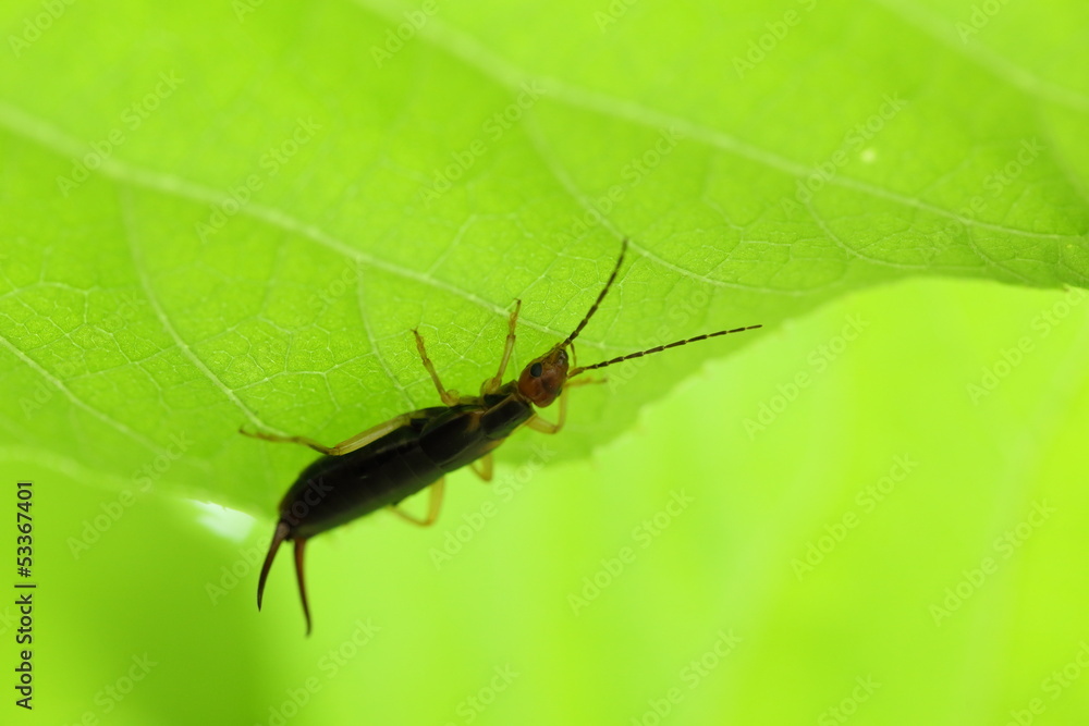 ハサミムシ -Earwig- ハサミムシ -Earwig-