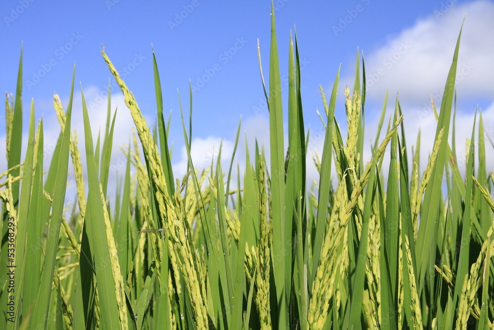 Obraz premium Paddy blossoming Thailand