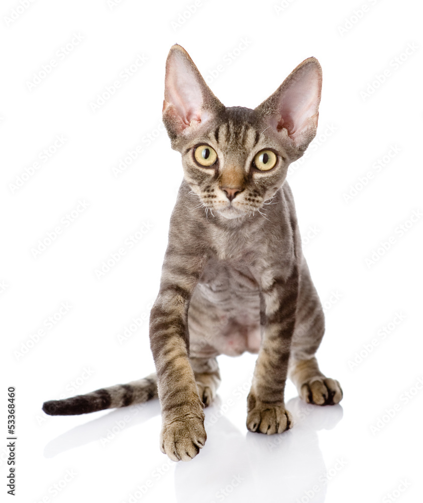 Front view of an Devon rex kitten walking and looking at camera