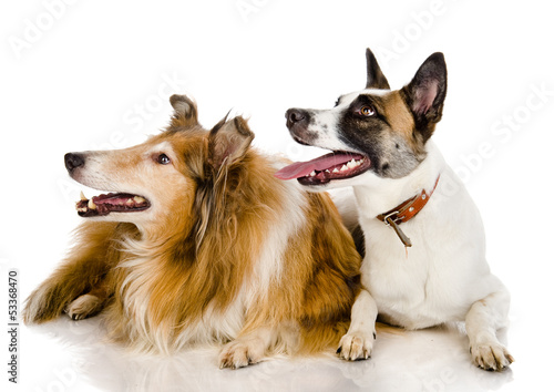 two dogs look to the left . isolated on white background