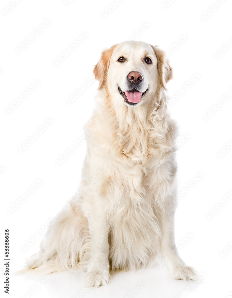 Golden Retriever sitting in front. isolated on white background Golden Retriever sitting in front. isolated on white background