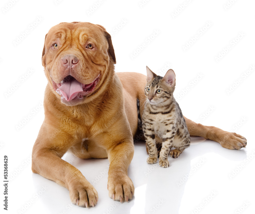 Dogue de Bordeaux (French mastiff) and Bengal cat. isolated