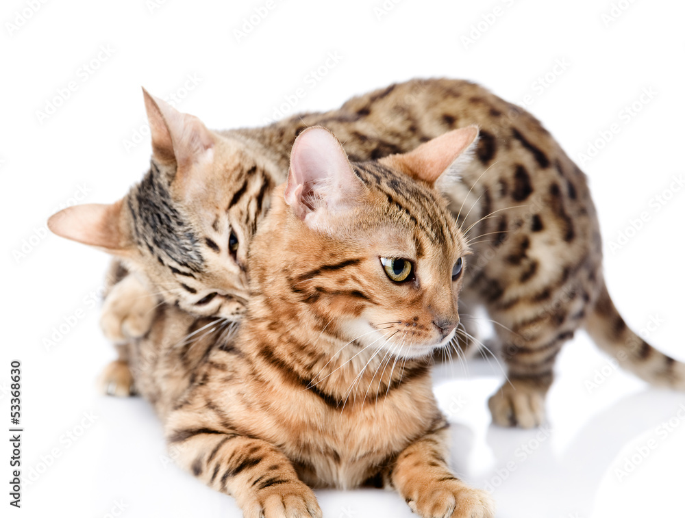two Bengal cats (Prionailurus bengalensis). isolated on white 