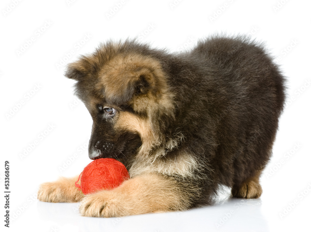puppy play with a wool ball.  isolated on white background