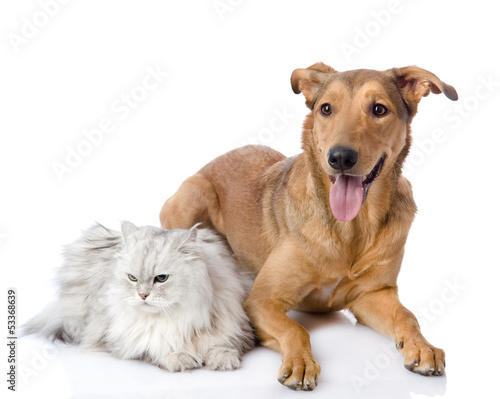 Fototapeta Naklejka Na Ścianę i Meble -  cat and dog together. isolated on white background