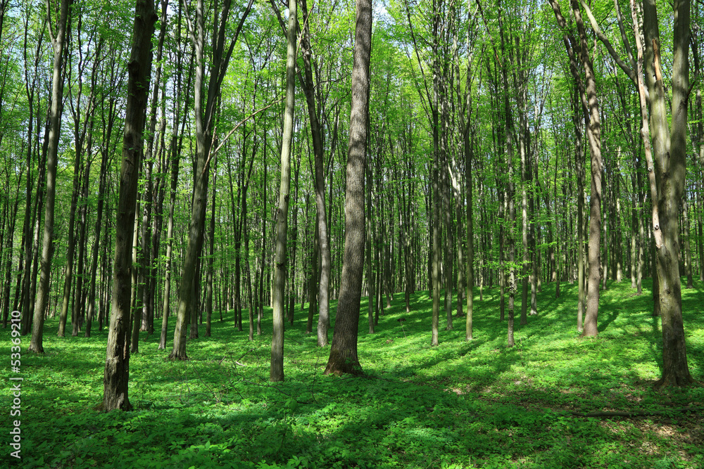 Fototapeta premium Spring green forest and blue sky. Landscape.