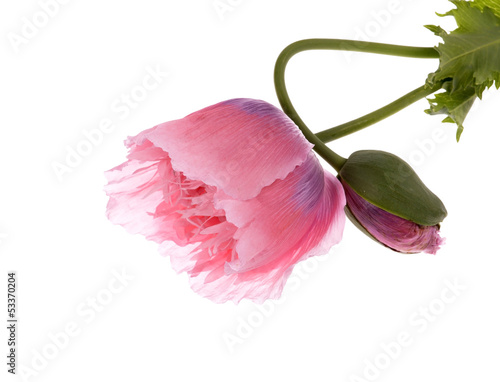 Pink Colored Poppies (Papaver somniferum ) Isolated photo