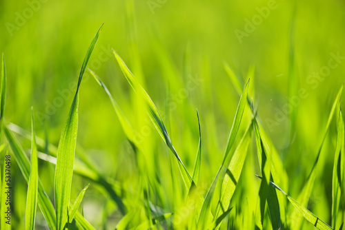 spring grass in sun light