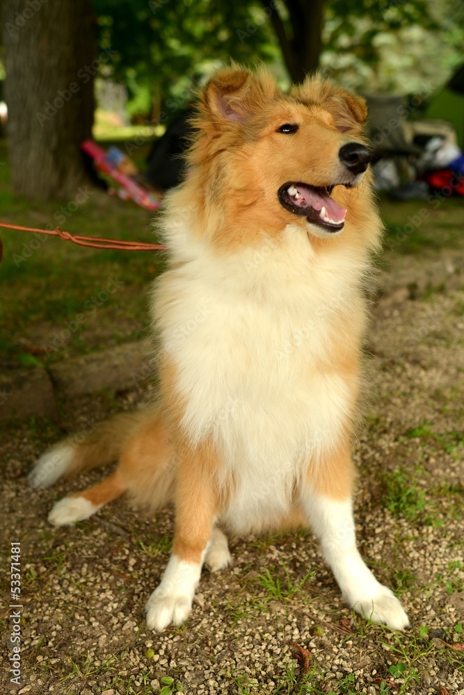 collie collie