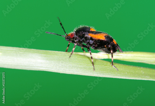 Macro of insect hemiptera photo